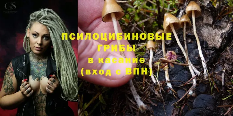 Псилоцибиновые грибы Psilocybe  omg ONION  Грайворон 